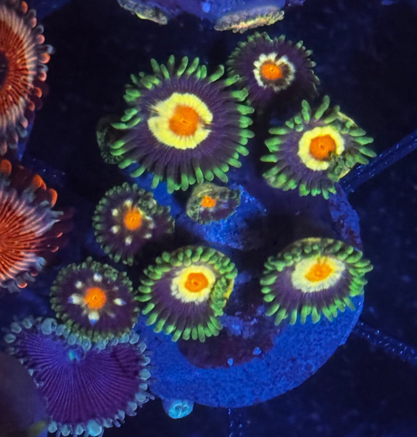JF Stargazers