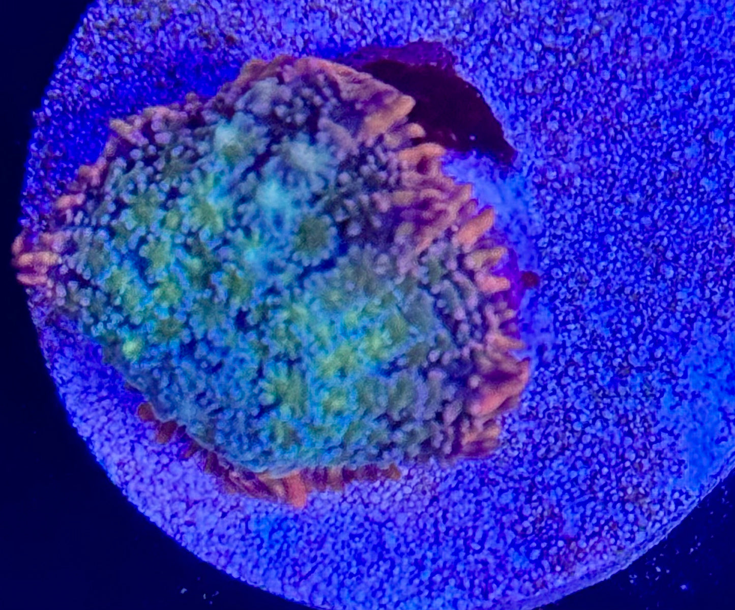 Frankenstein mushroom