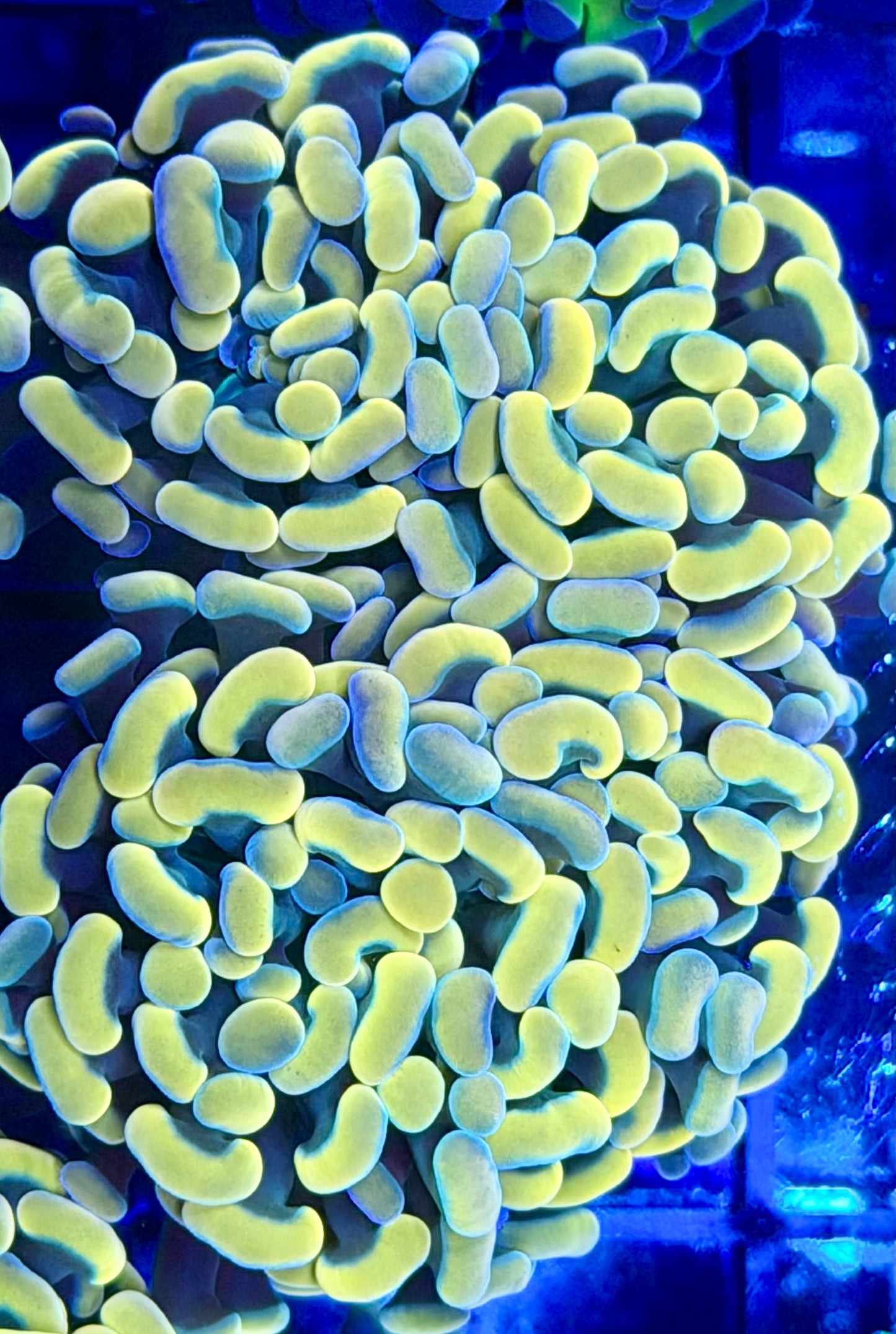 Golden Rainbow Hammer