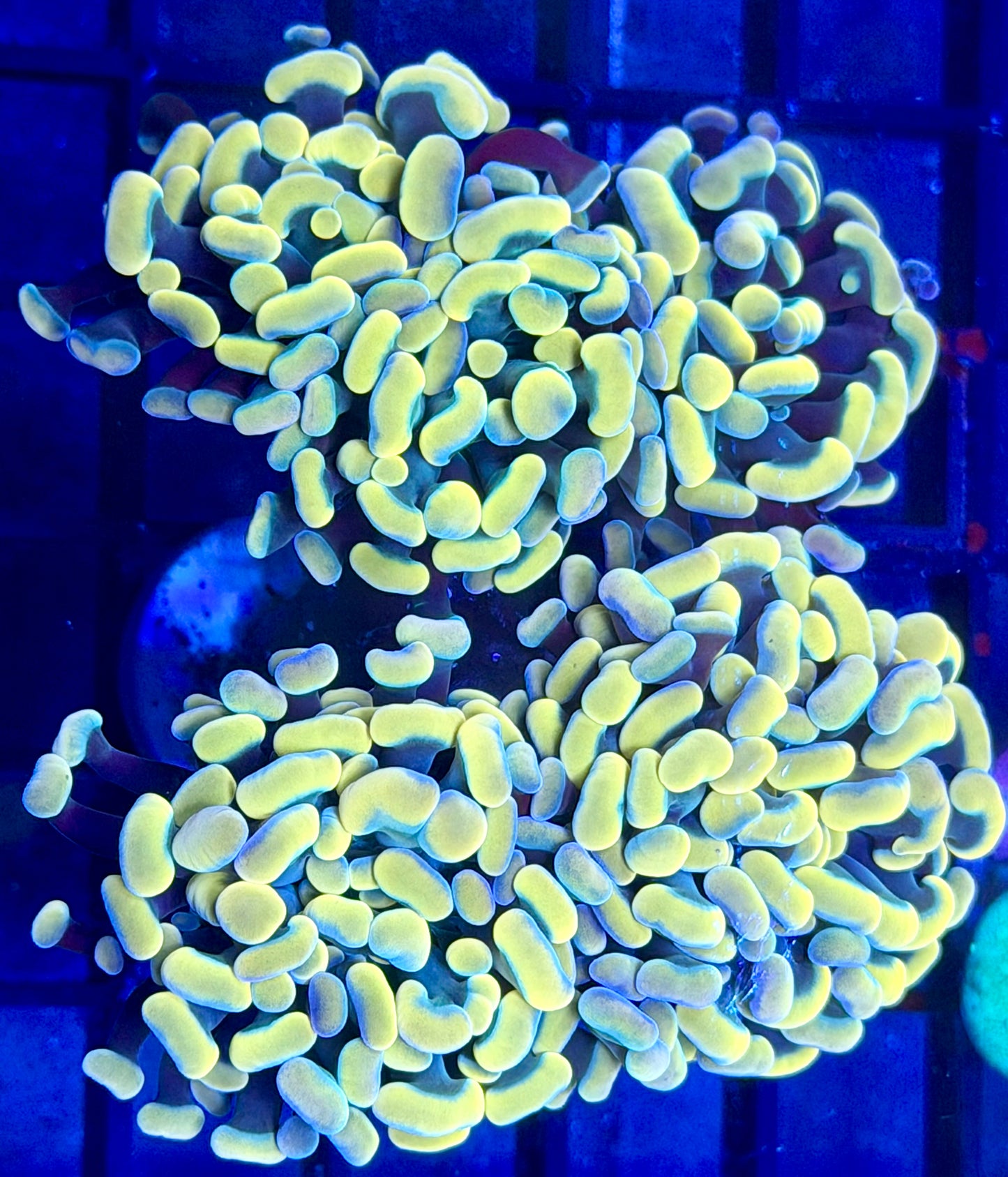 Golden Rainbow Hammer Mini Colony