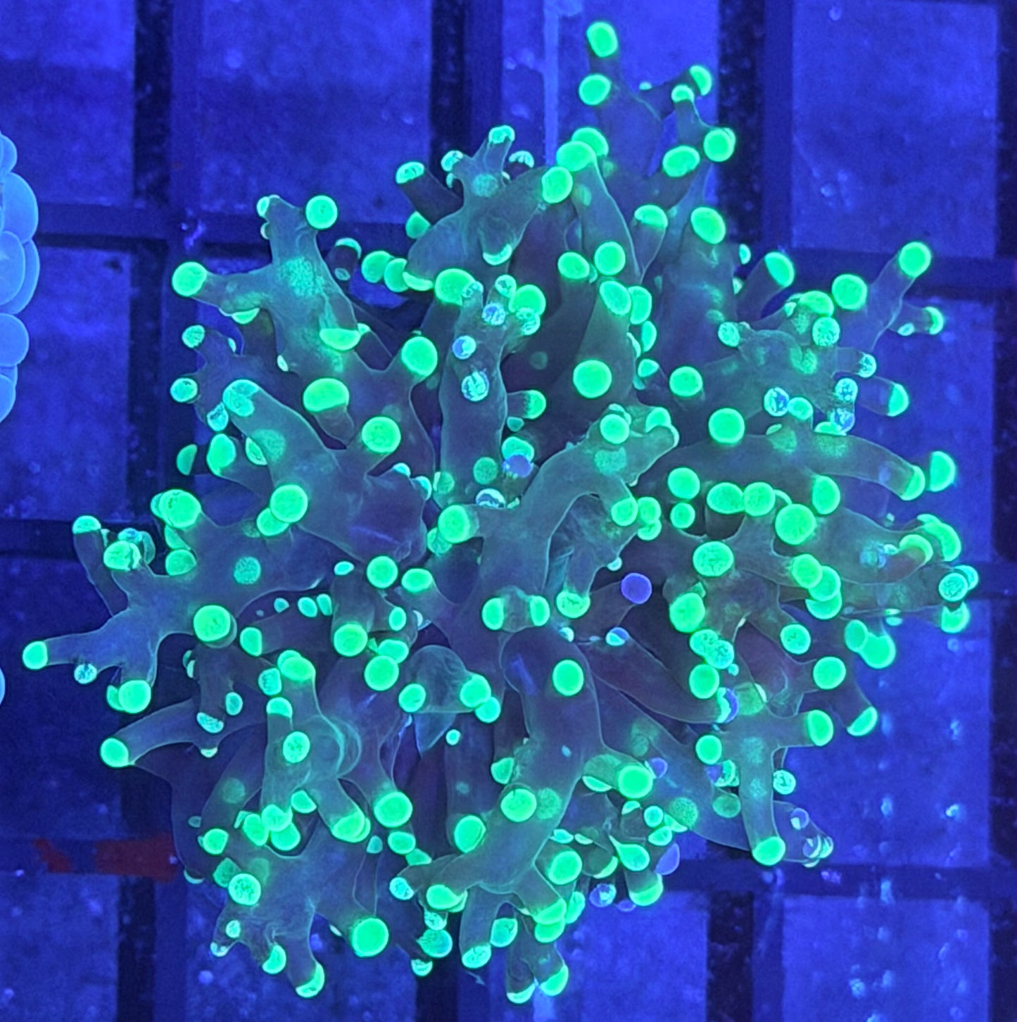 Grafted Frogspawn