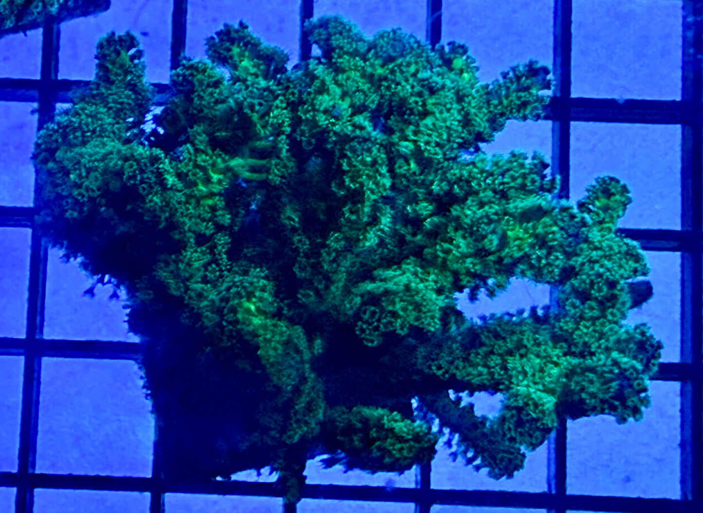 Green Birdsnest