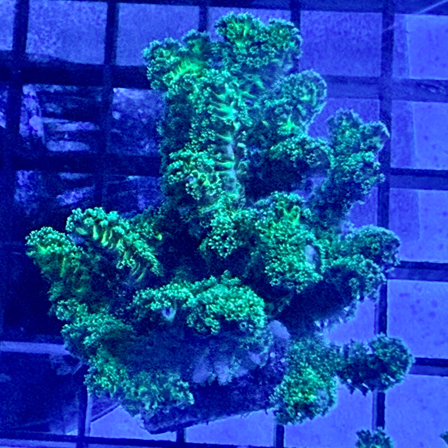 Green Birdsnest