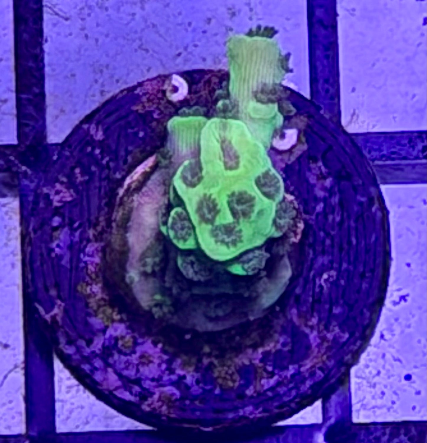 DBC Green Hulk