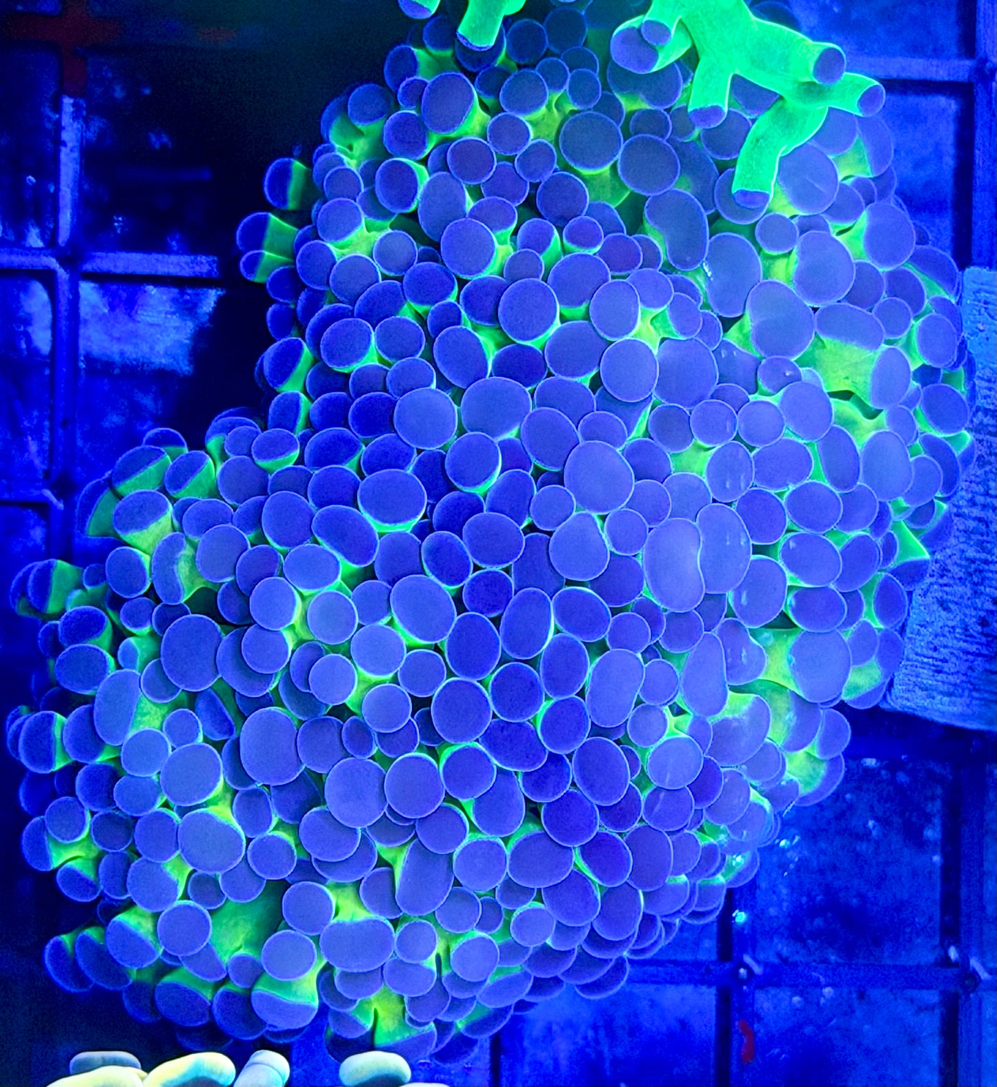 Hologram Frammer