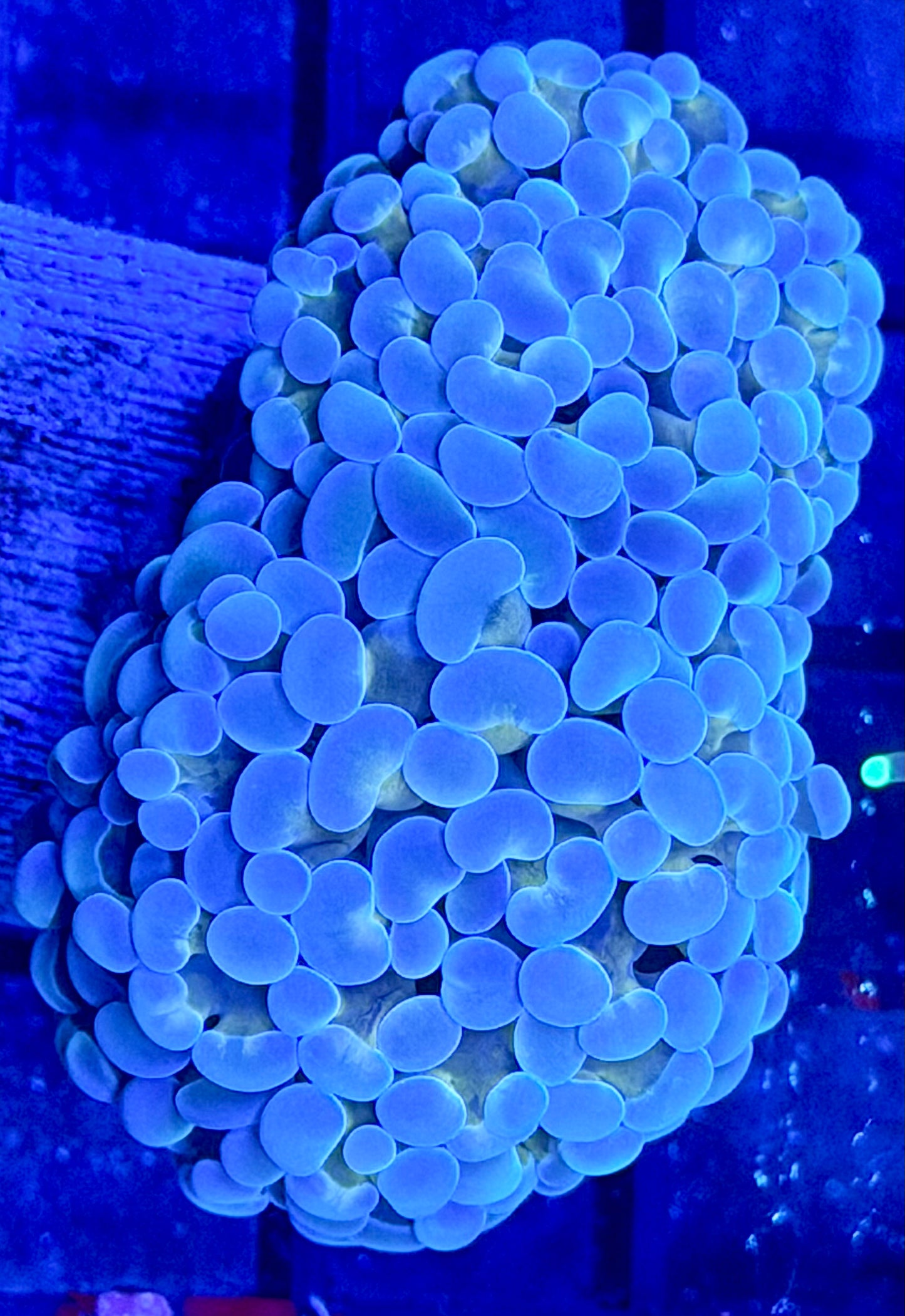 Hologram Frammer