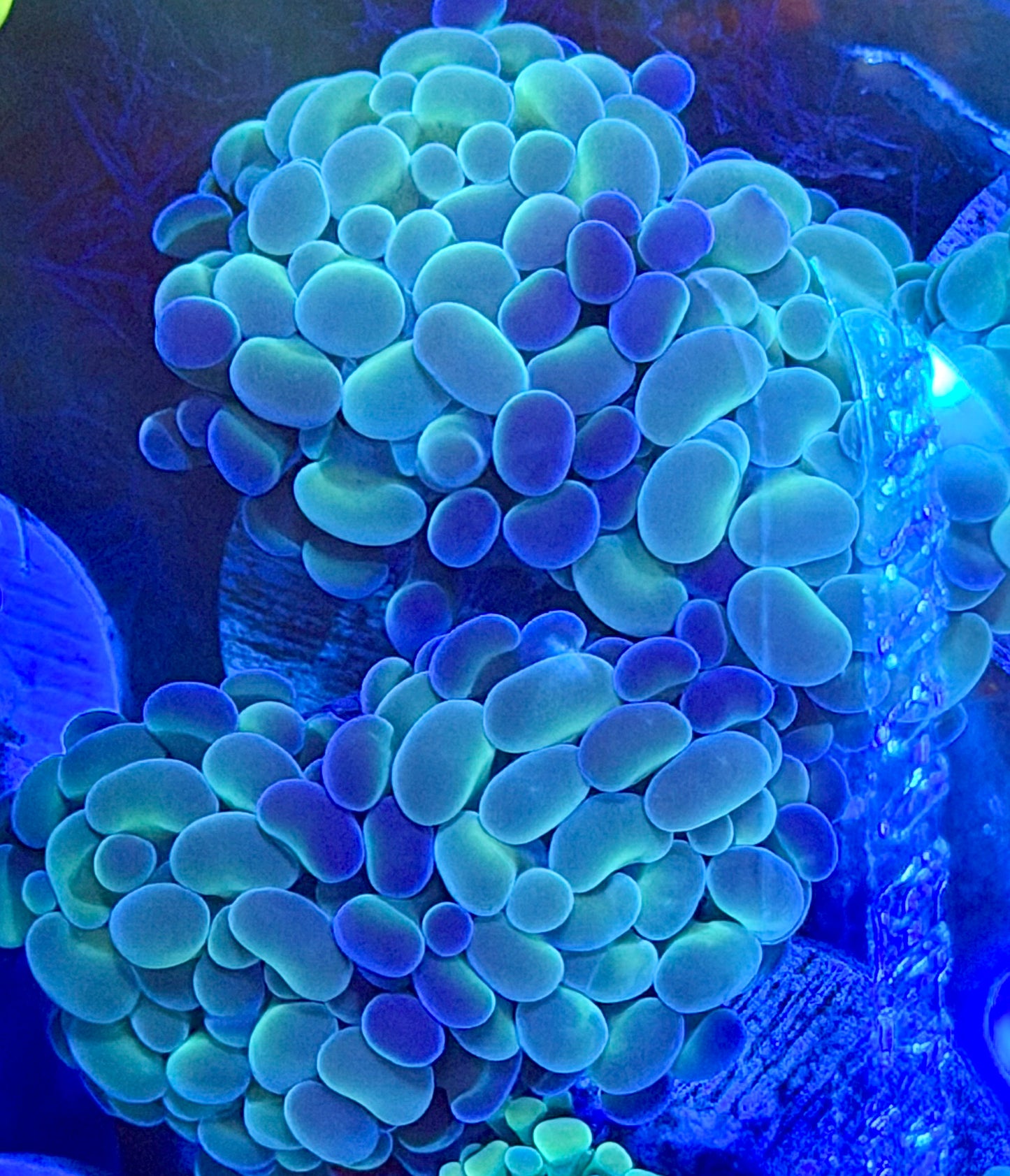 Hologram Hammer Double