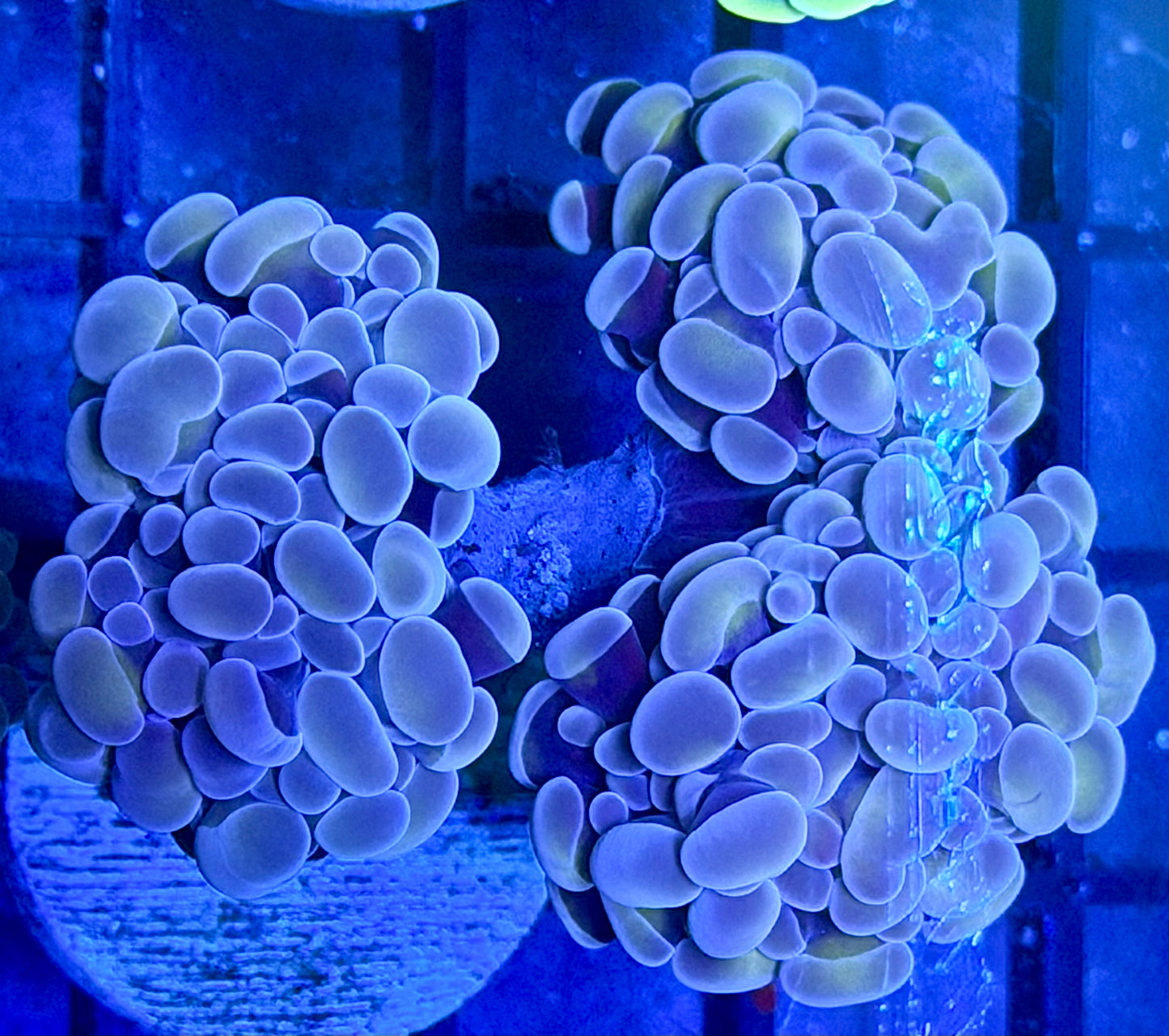 Hologram Hammer Triple