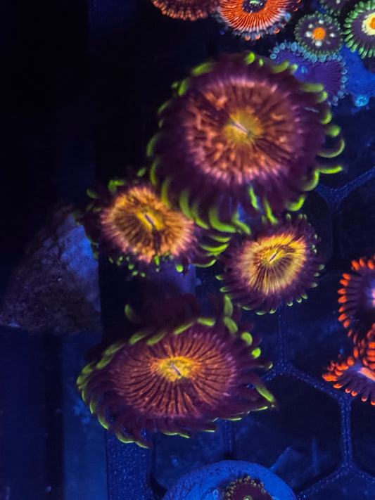 Nirvana Zoas