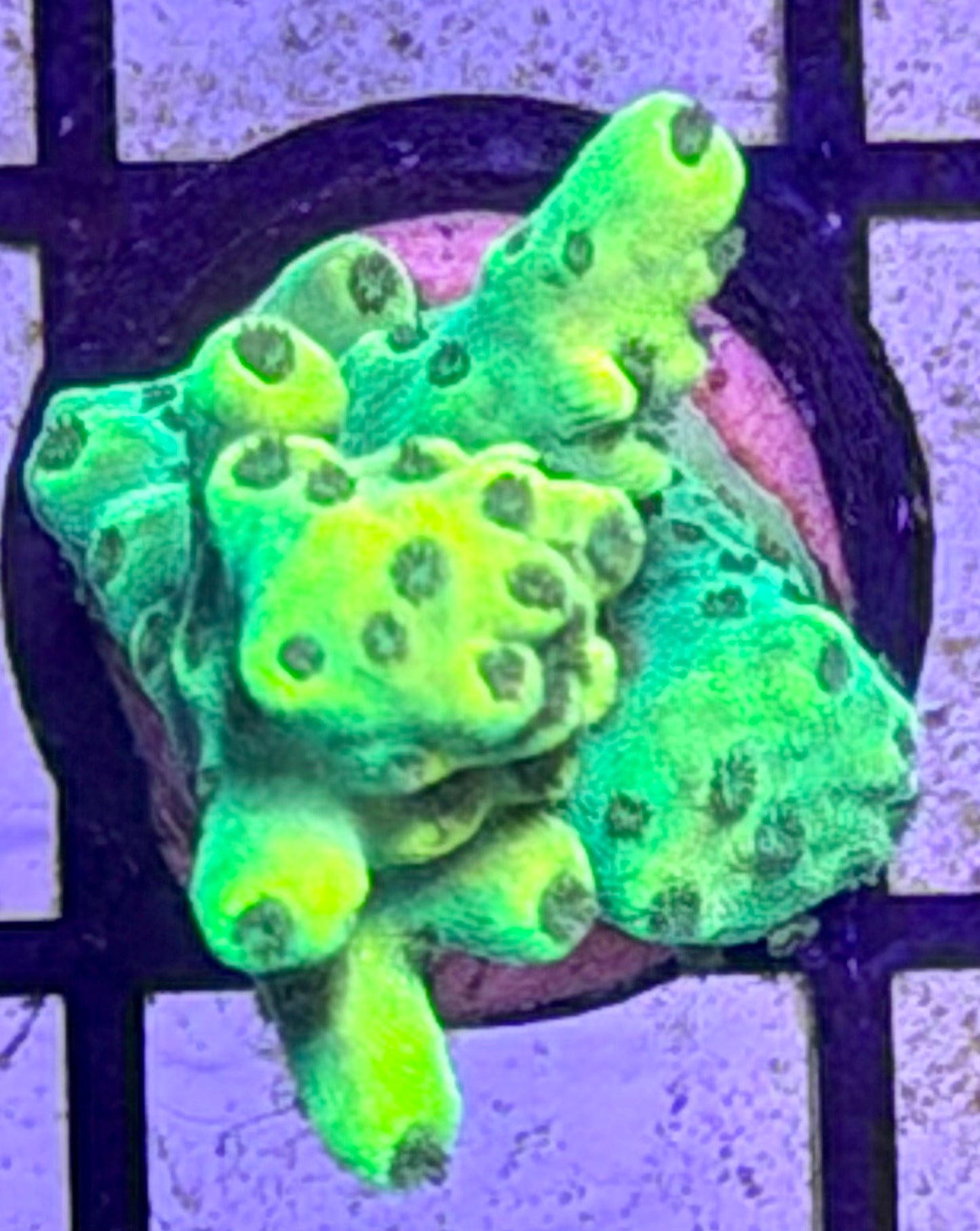 DBC Lemon Lime