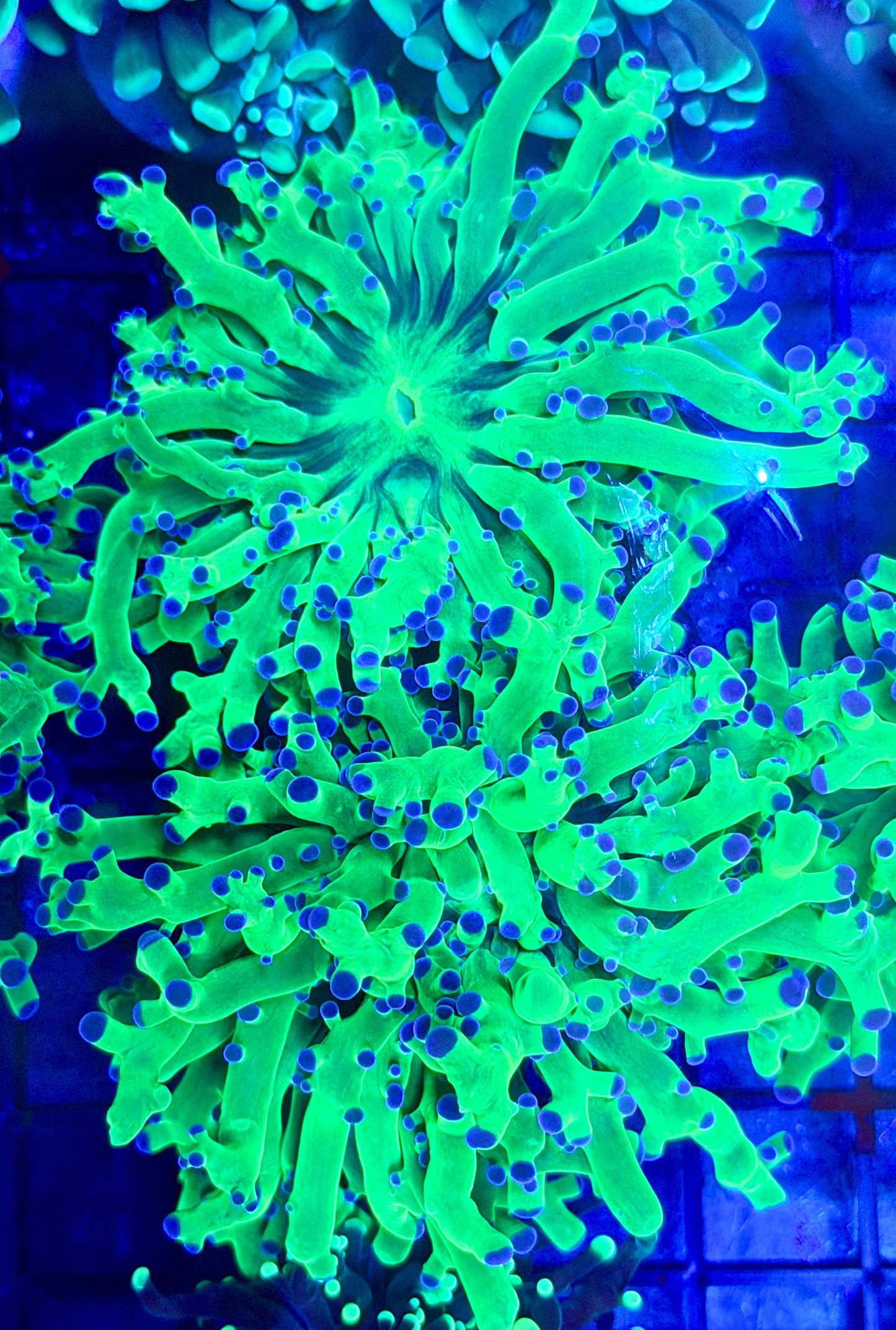 Octospawn Double