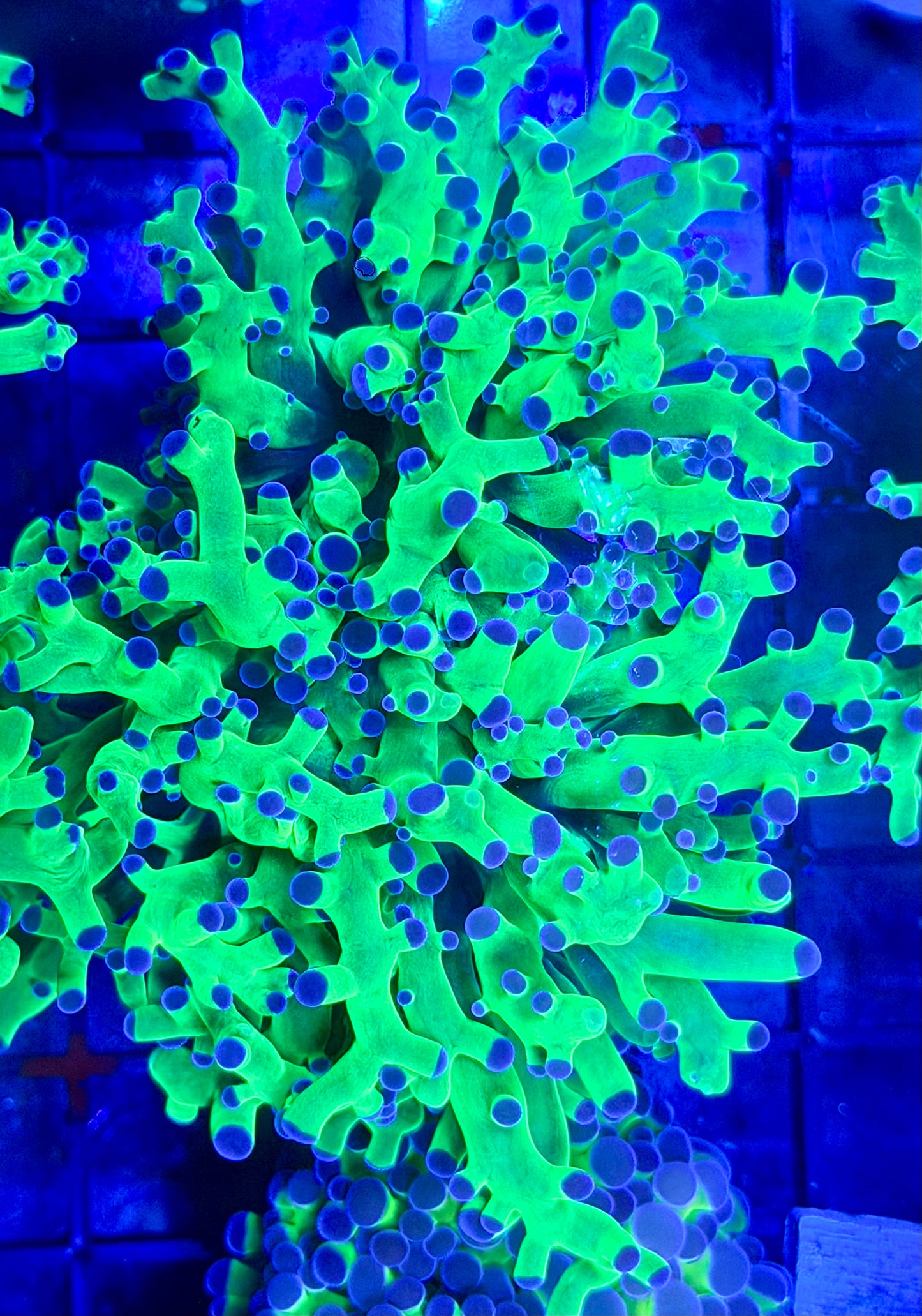 Octospawn