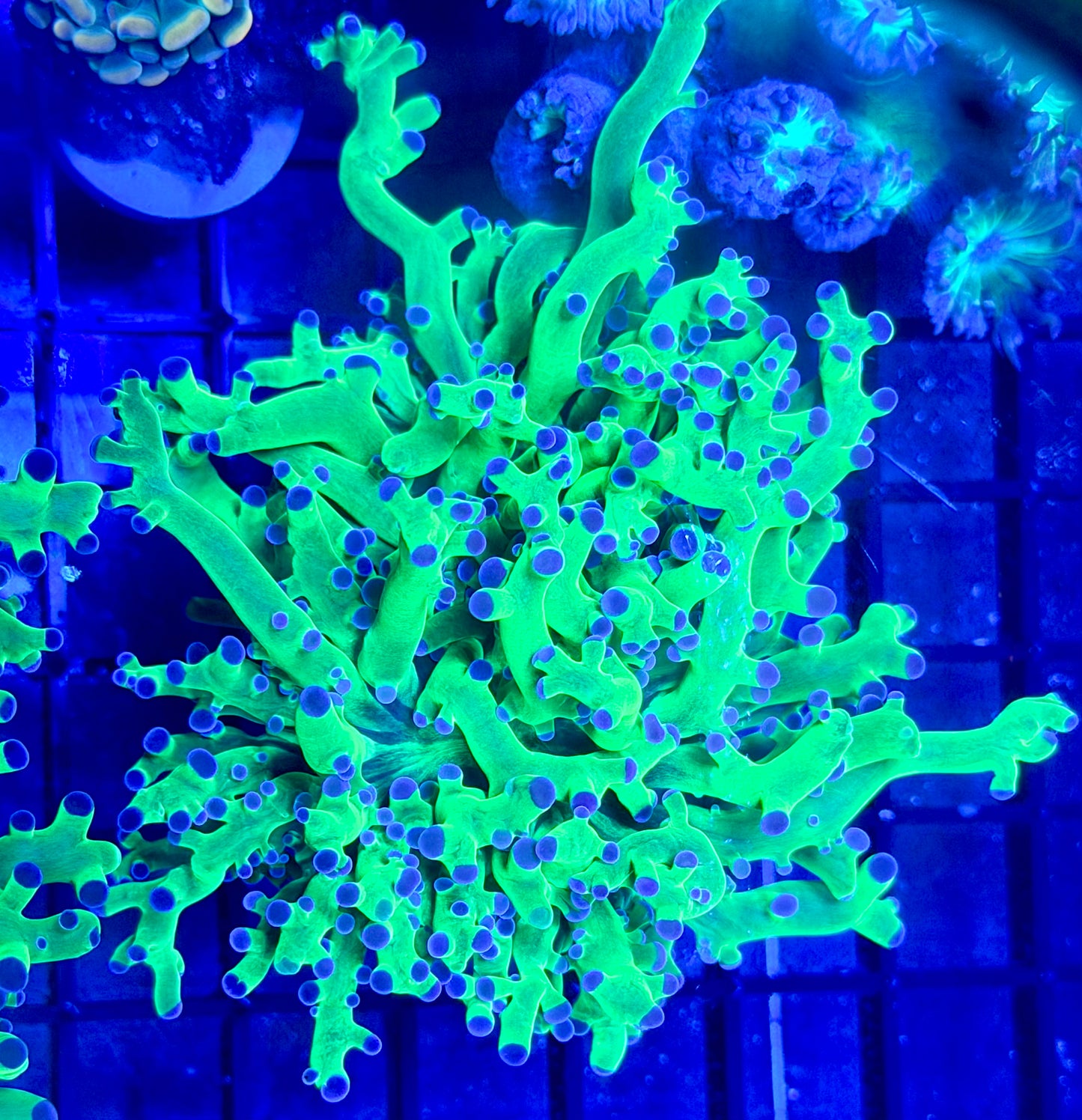 Octospawn