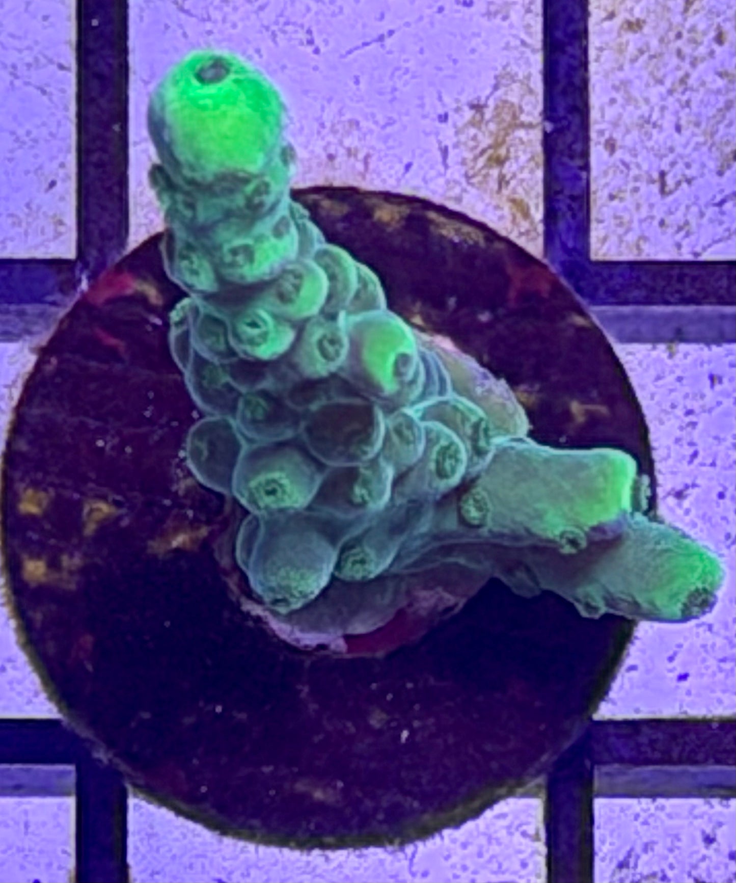 Poletti Yellow Tip