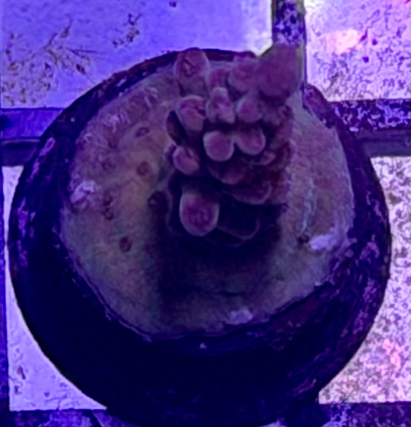 DBC Purple Haze