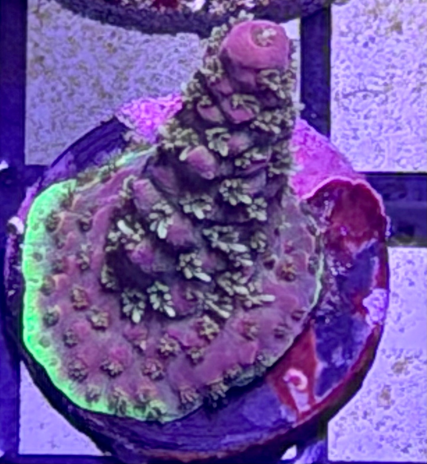 DBC Purple Nurple