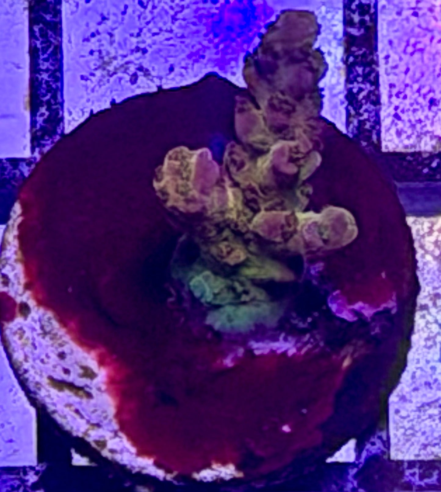 RR Fruitopia