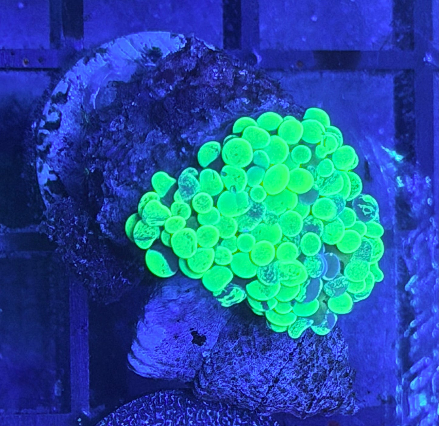 Splatter Hammer