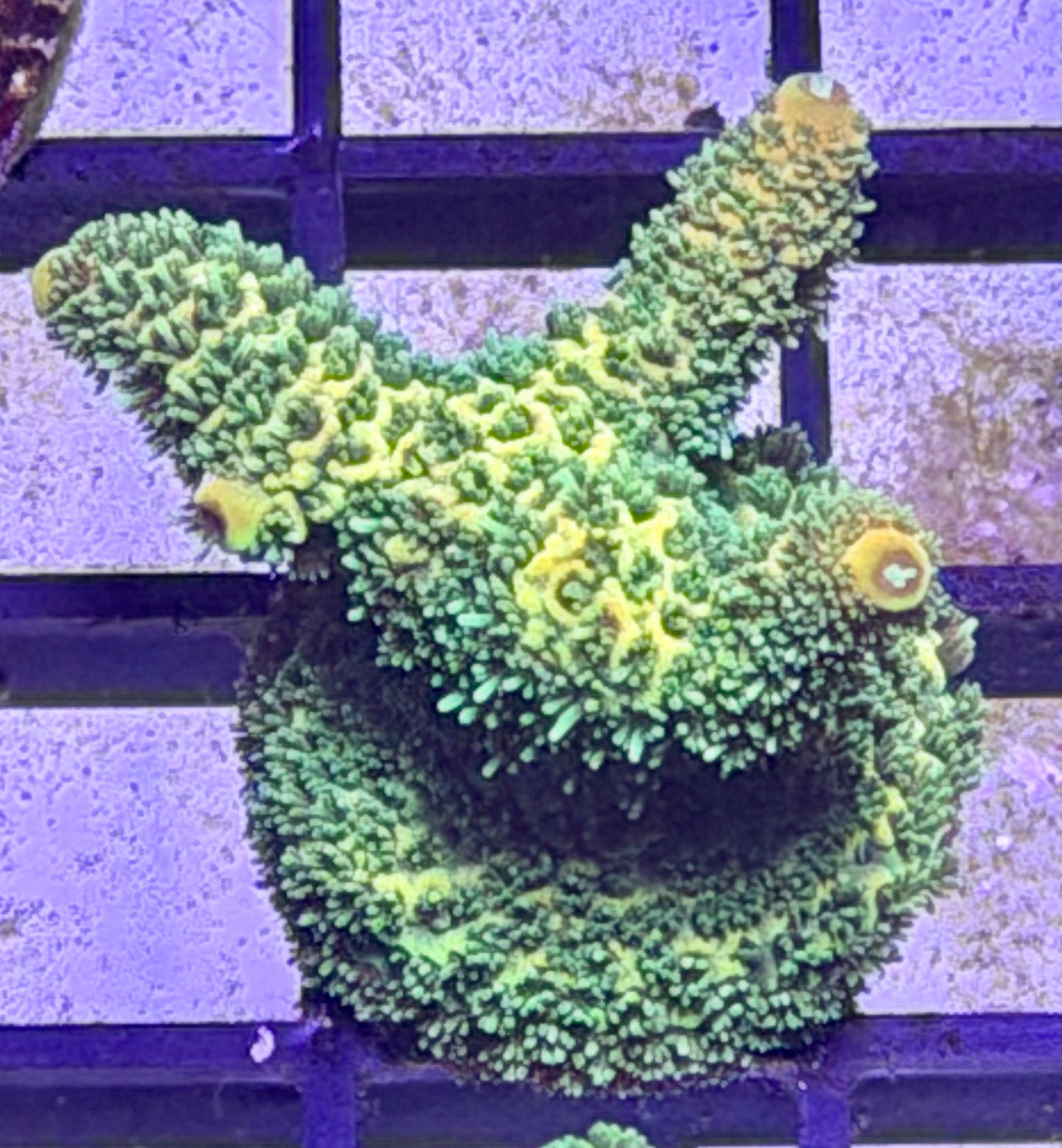 Spongebob Milli