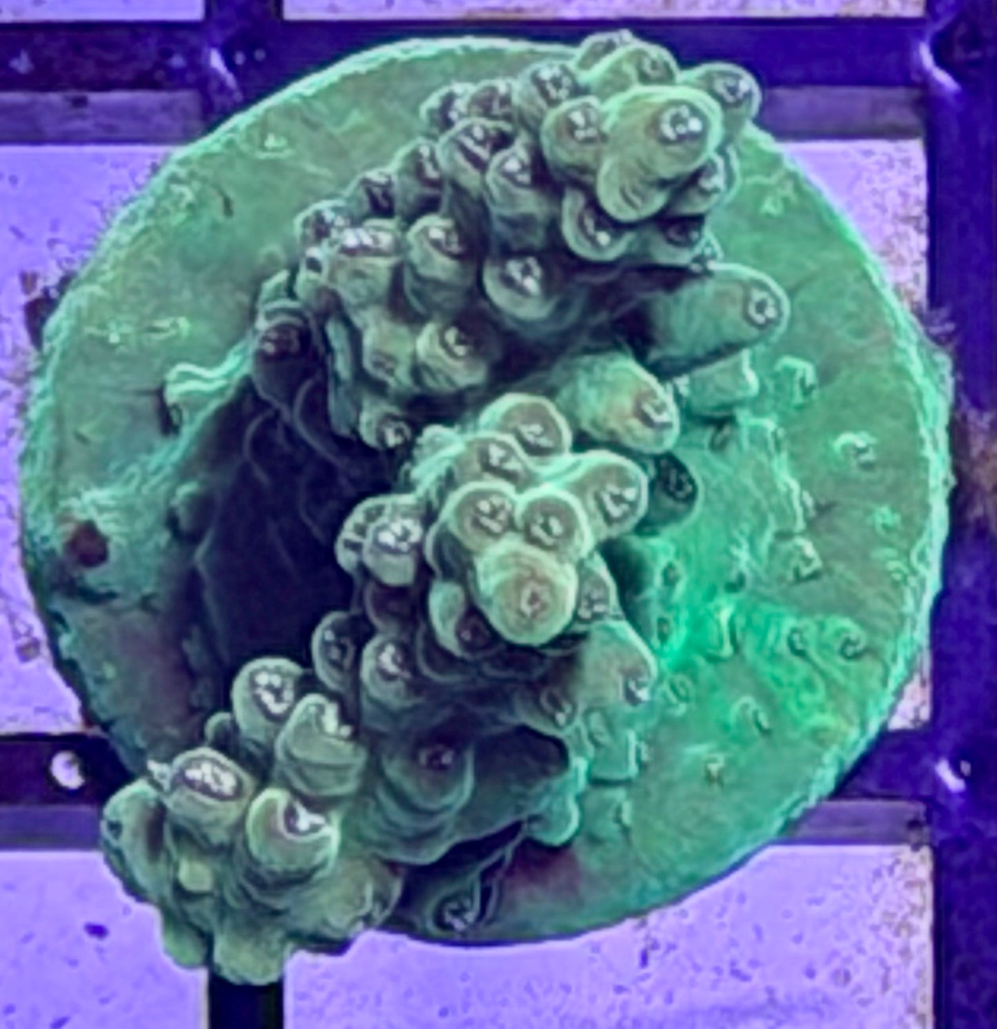 DBC Cacti
