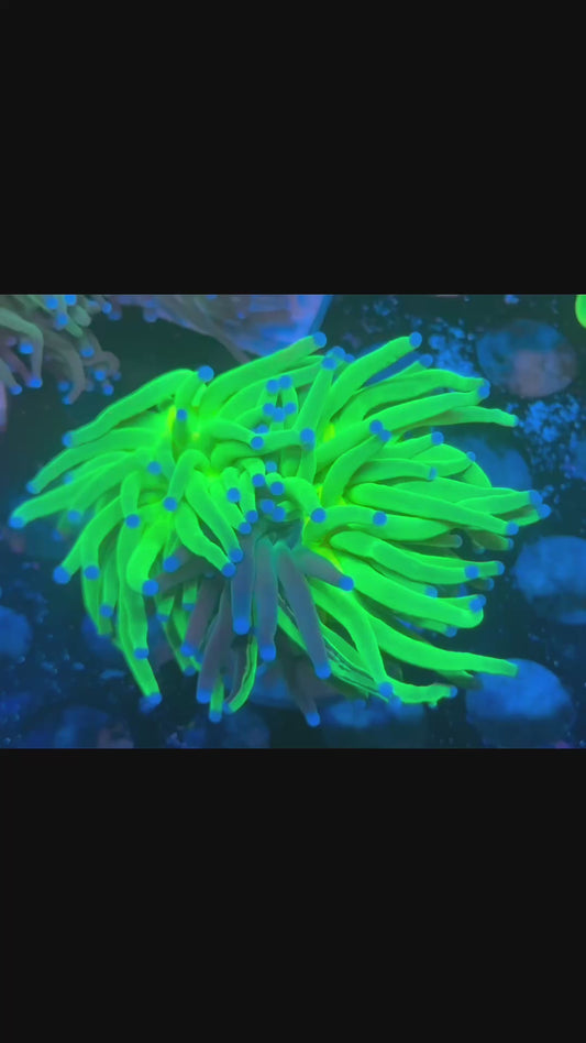 Natural grafted Holy Grail Torch