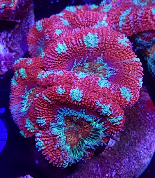 Candy Cane Acan