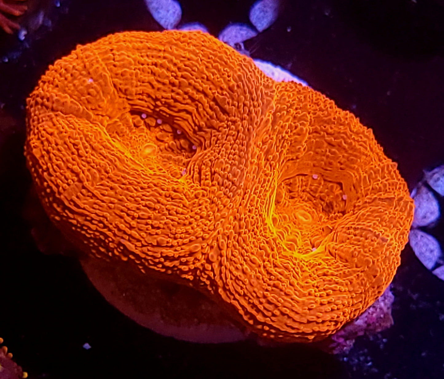 BAF orange bower