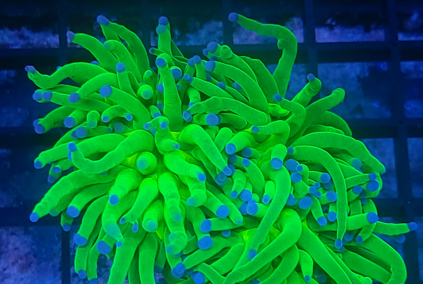 HG torch
