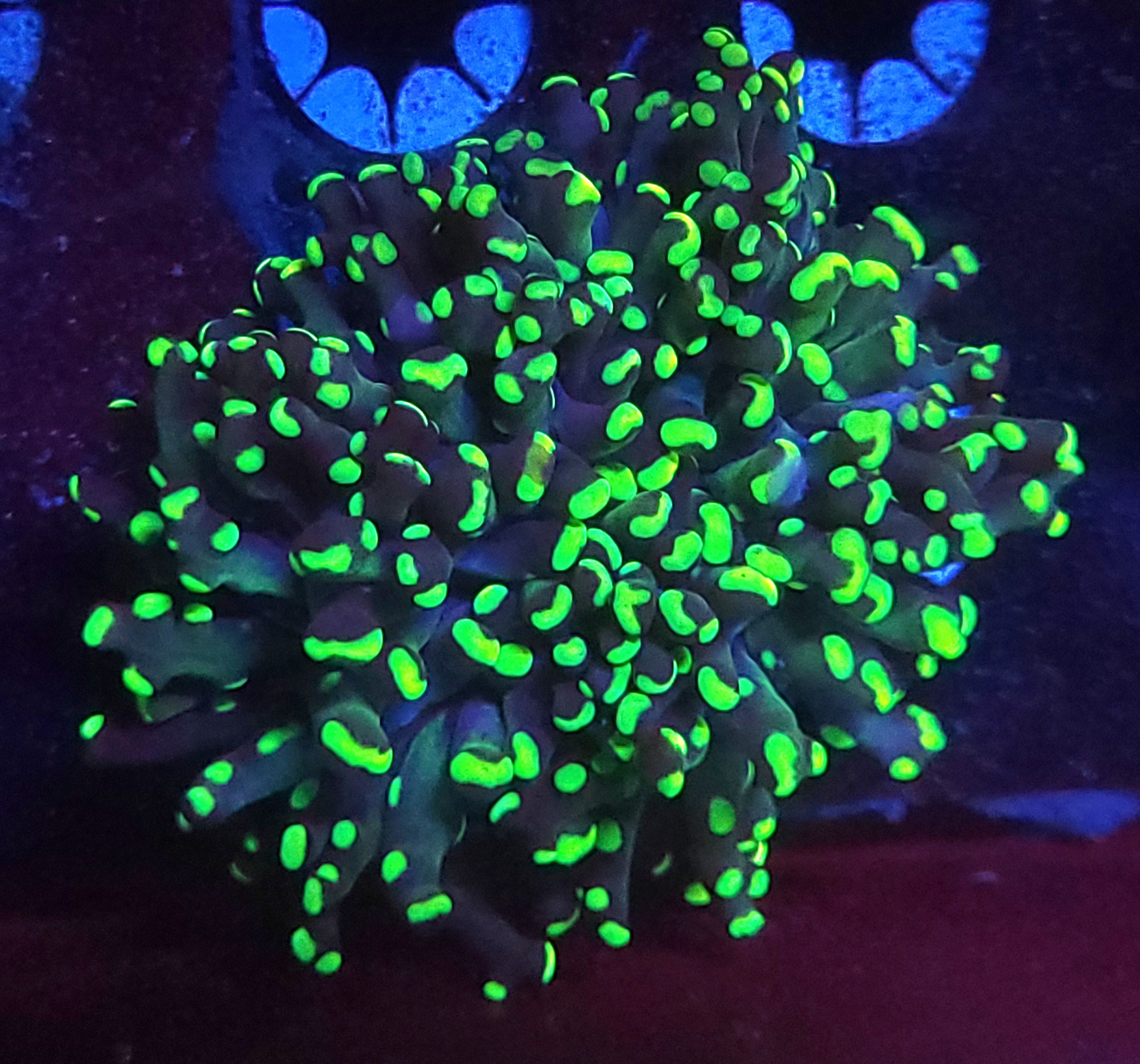 LPS Corals – Dust Bowl Corals
