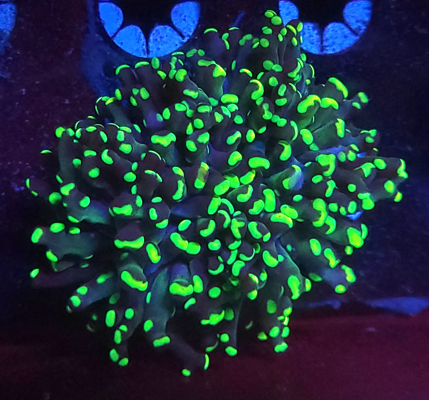 Blue/green frogspawn