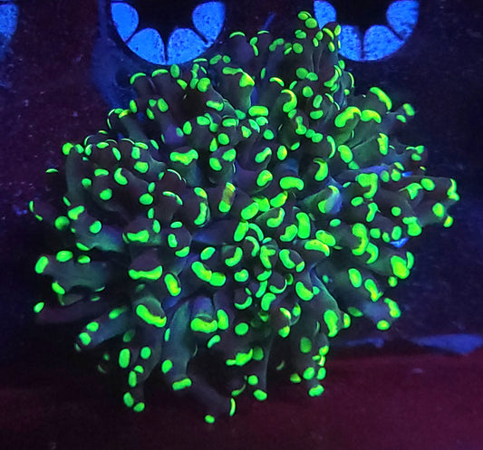 Blue/green frogspawn