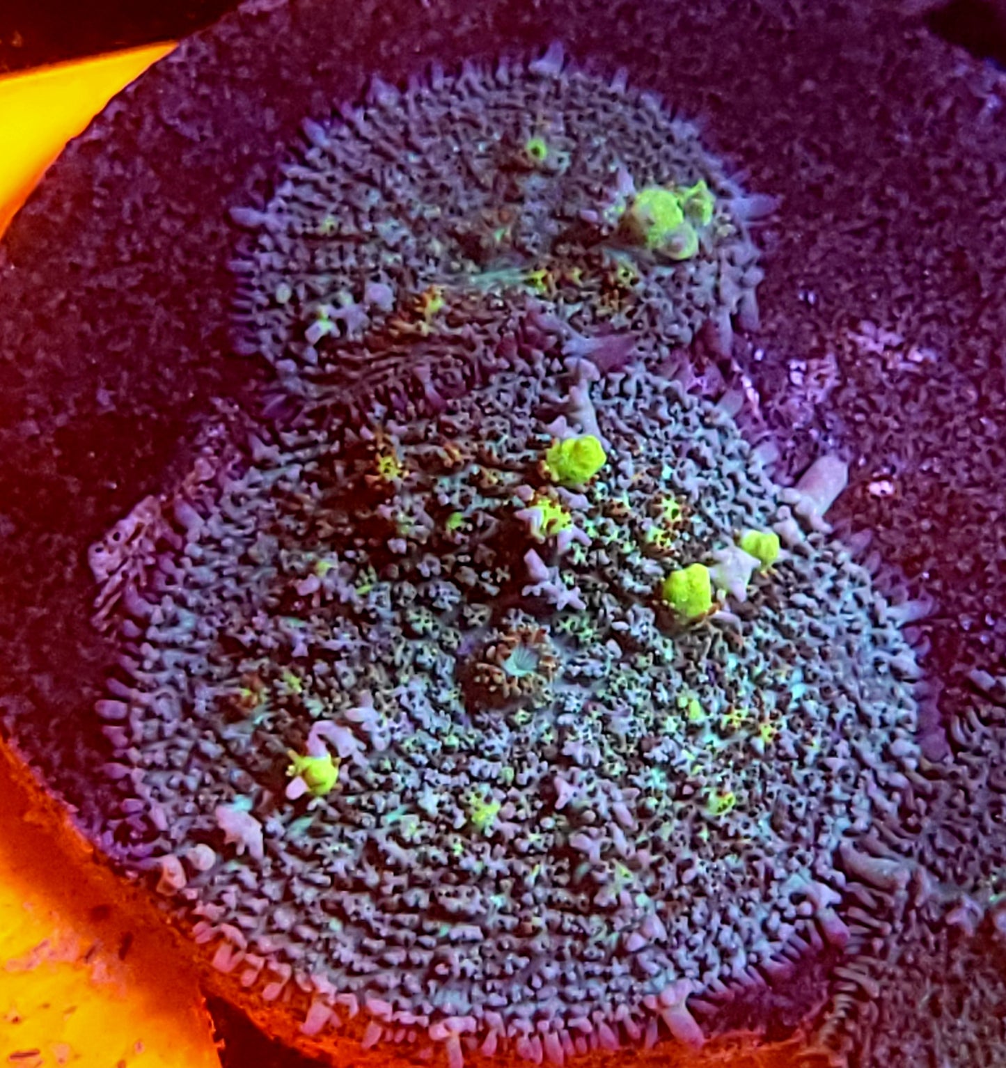 Circus bounce mushroom - double