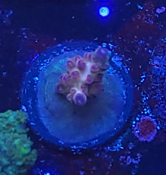 No Name acro