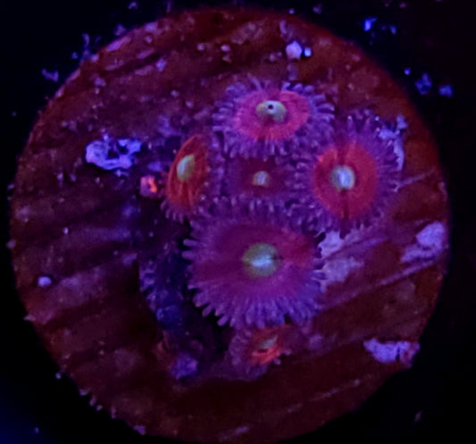 Zoa plug