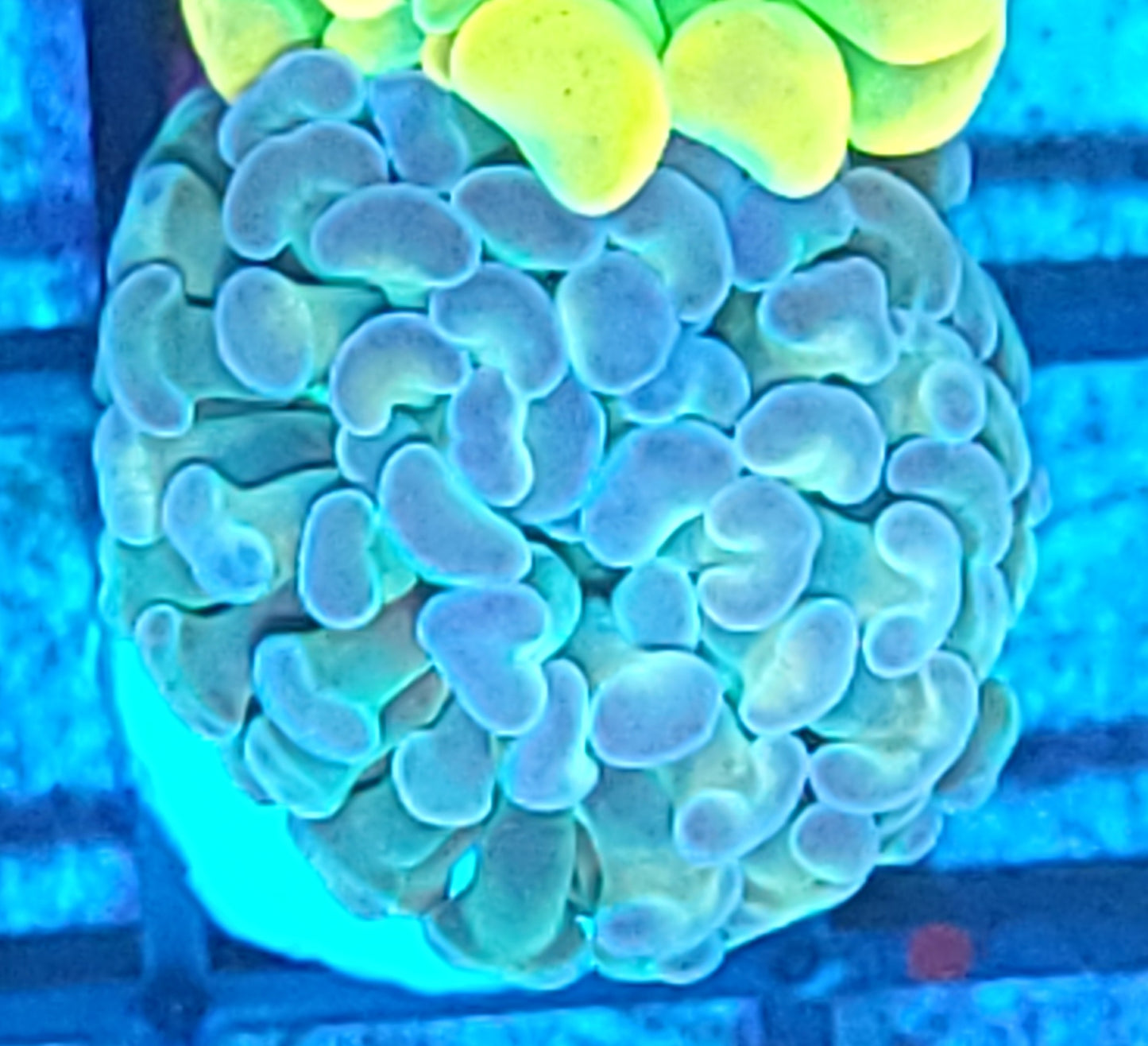 Hologram hammer