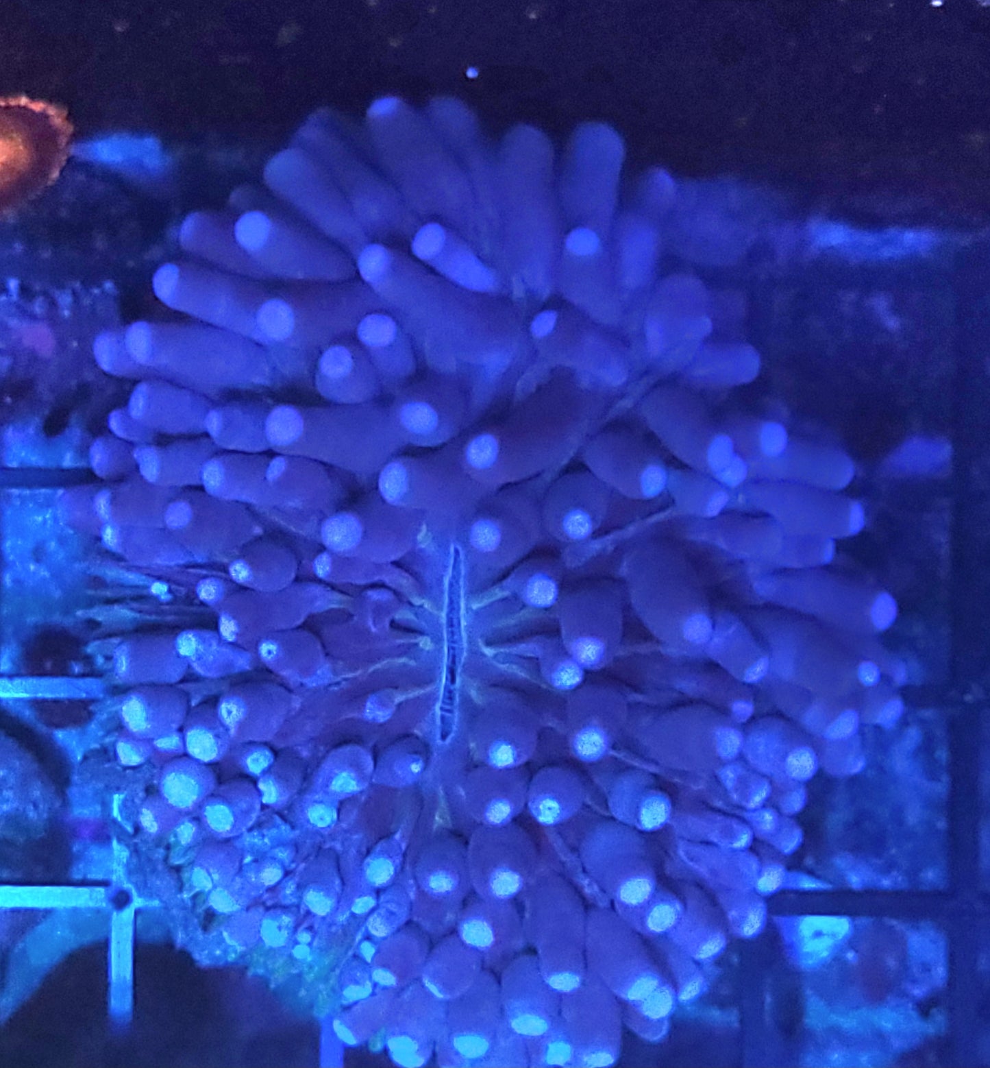 Pink tip heliofungia plate
