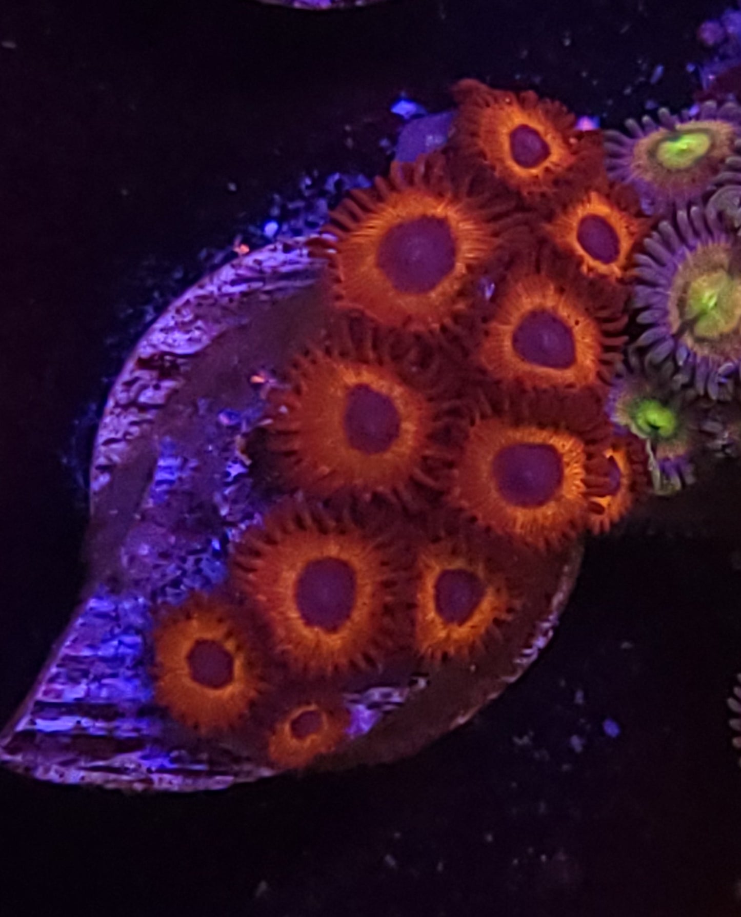 Kedd redd zoas