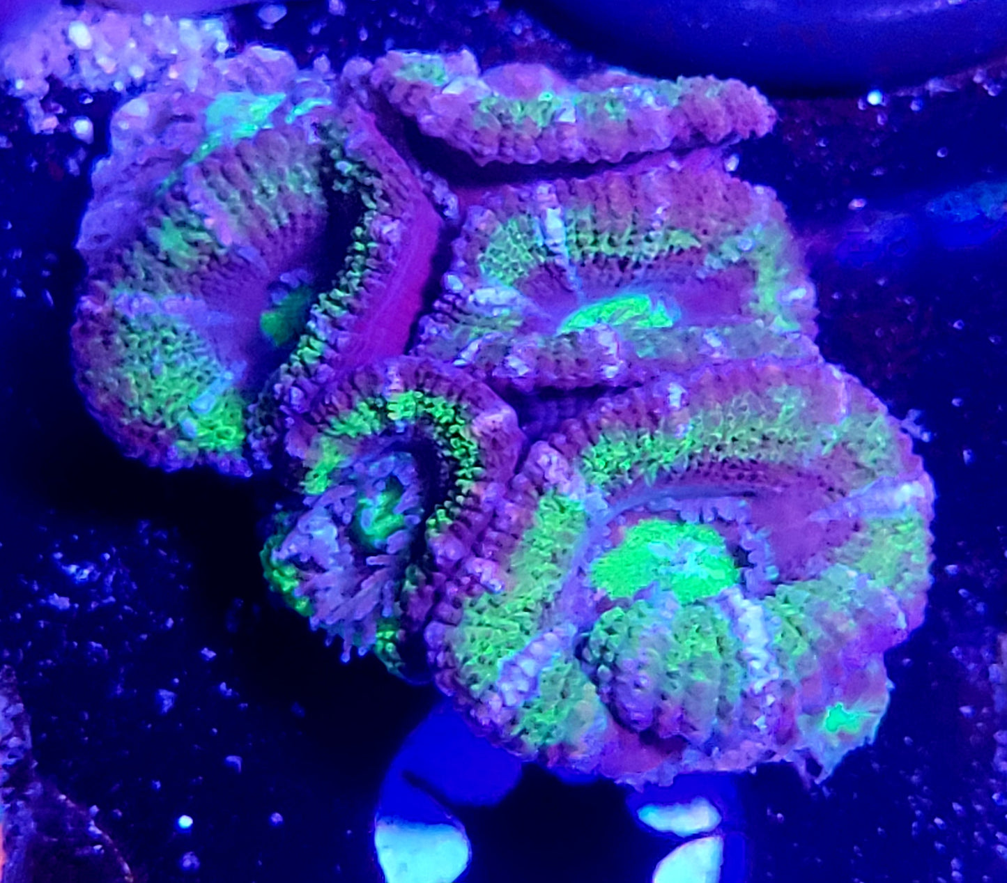 DBC Green Halo Acans