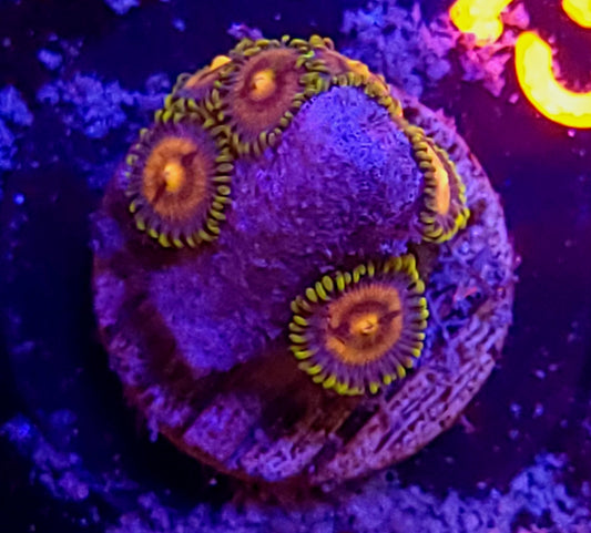 Zoa plug