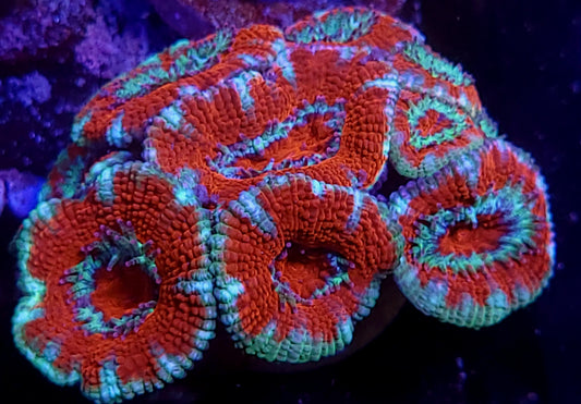 Eye of the Tiger acan mini colony