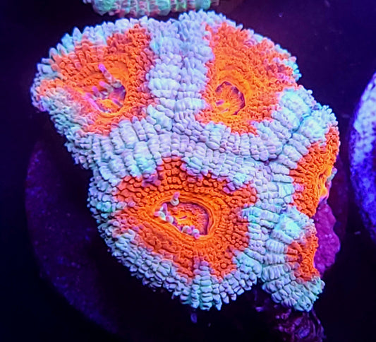 DBC Superman Acan