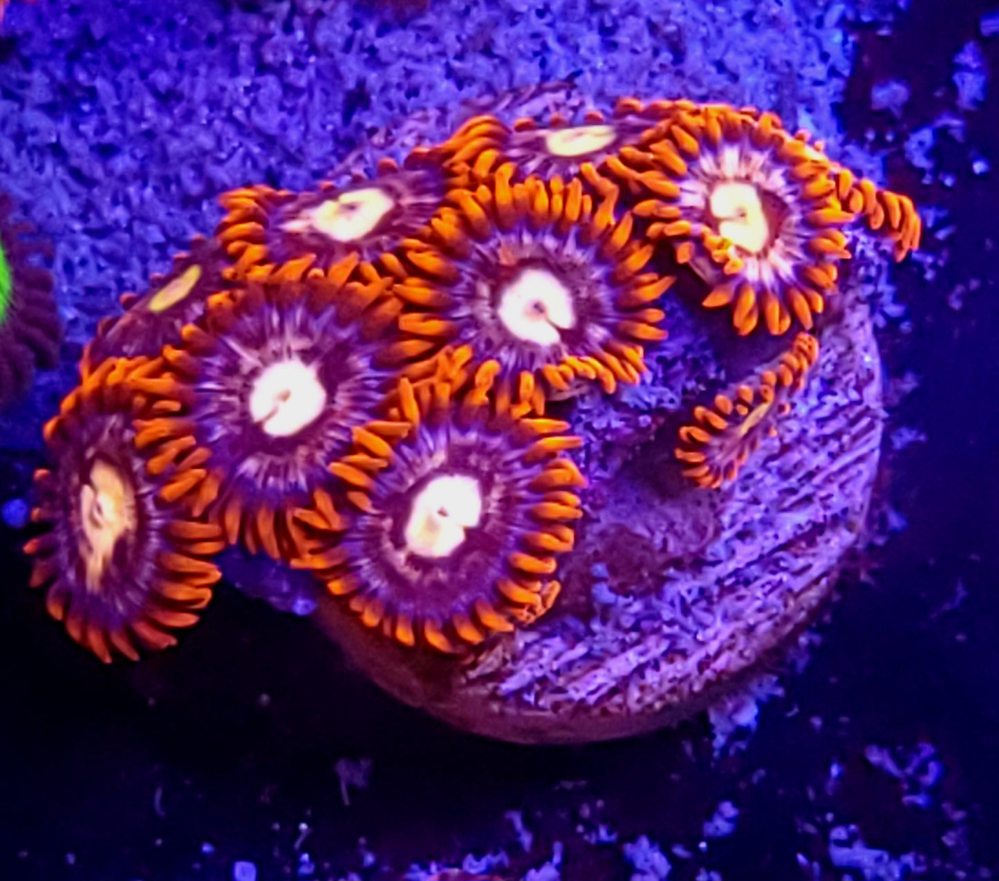 Fire and ice zoas