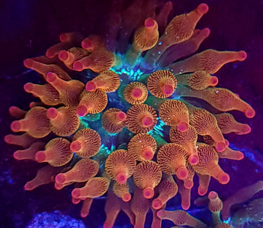 Hawaiin Punch Anemone