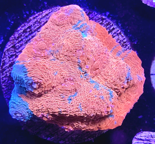 Orange Crush Chalice