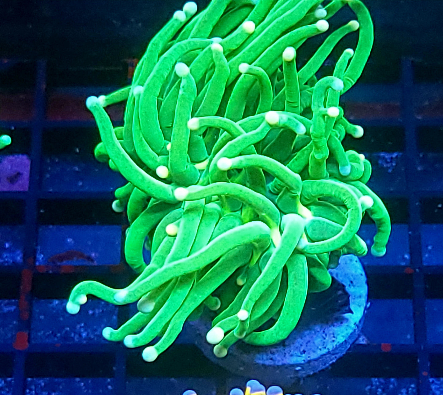 Hulk torch