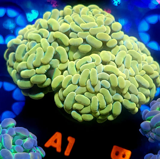 Willy Wonka Hammer - 4 heads