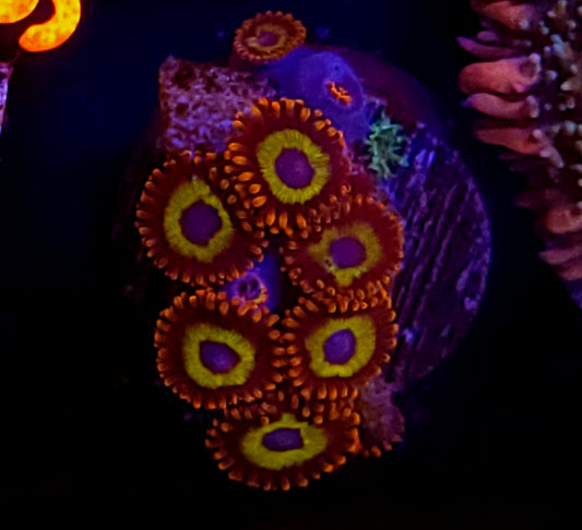Fruit Loops zoas