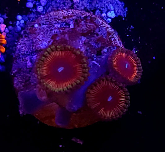 Zoa plug