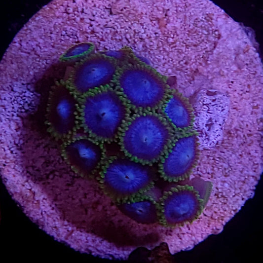 Blue orgasm zoas