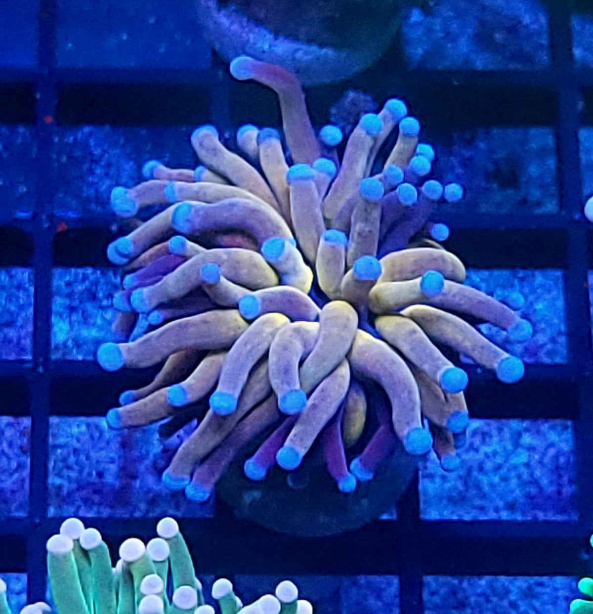 Tiger torch